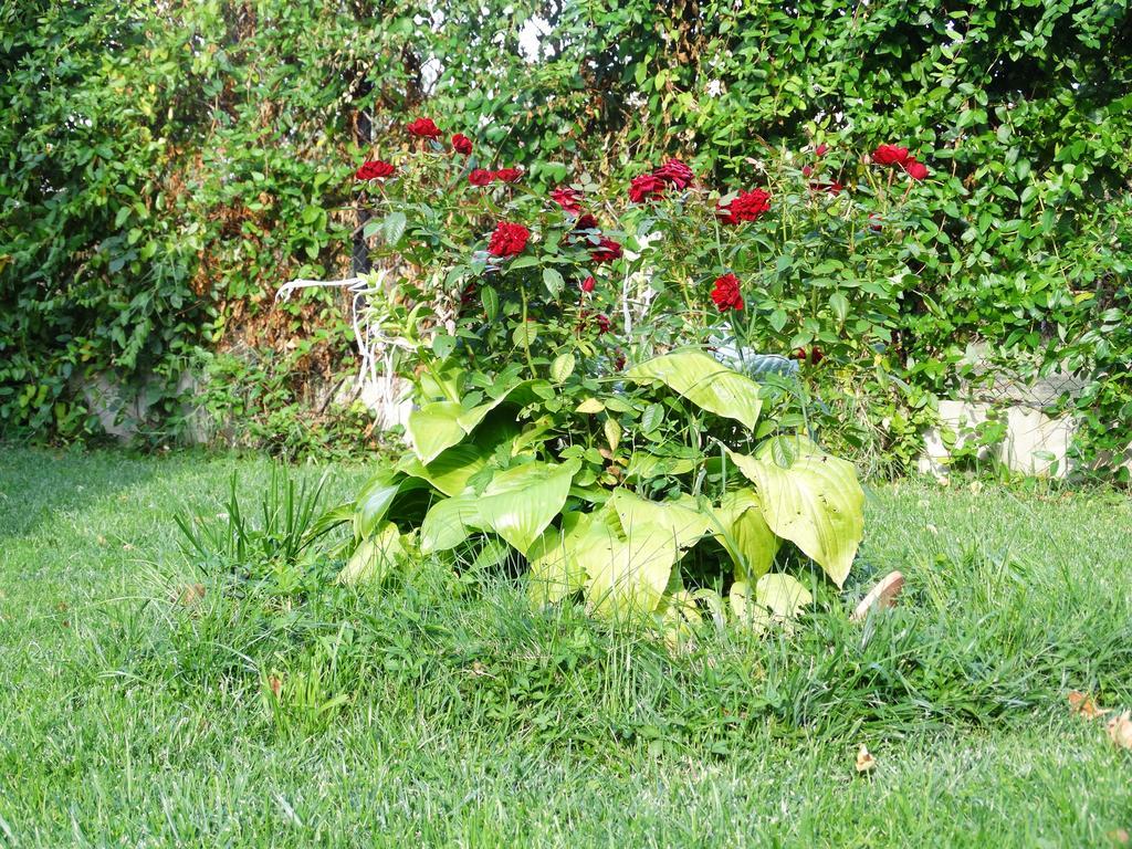 Guest House Ivel Sapareva Bania Exterior foto