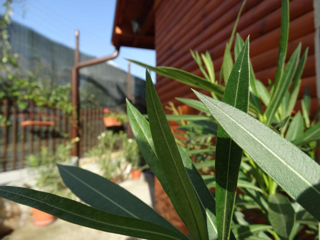 Guest House Ivel Sapareva Bania Exterior foto